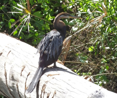 African Darter or Anhinga