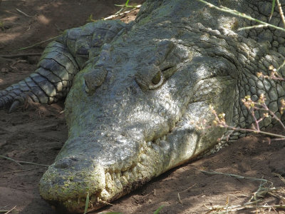 Crocodile at Mzima Springs