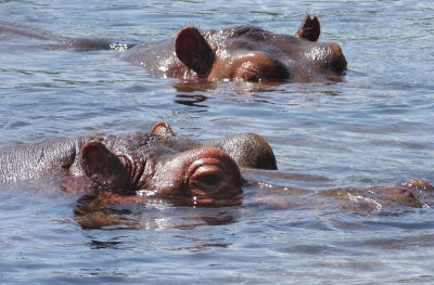 Hippo heads Mzima Springs