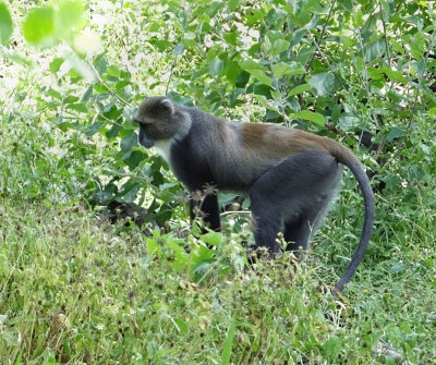 Sykes monkey at Mzima