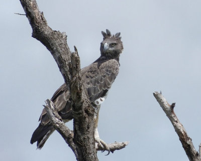 Martial Eagle