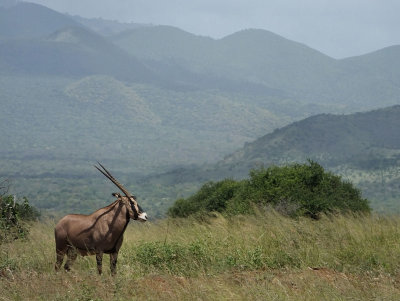 Fringe Earred Oryx and Chyulu Hills