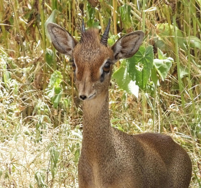 Male Kirk's Dik Dik head