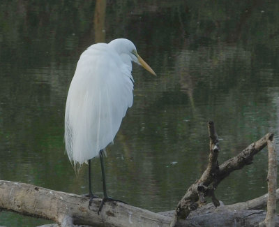 Great White Egret 