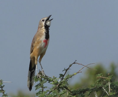 Female Rosy Patched Bushshrike