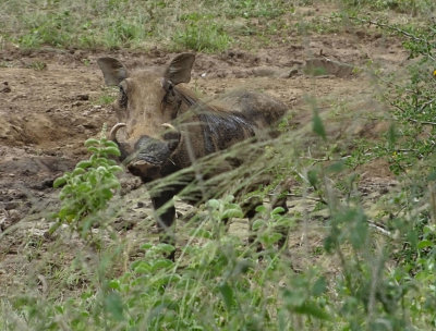 Warthog male