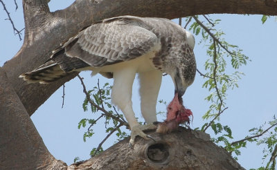 Juvenile Martial Eagle feeding