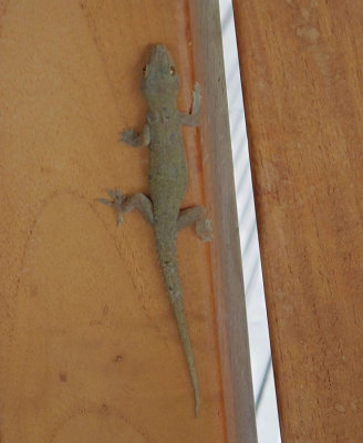 House gecko in restaurant