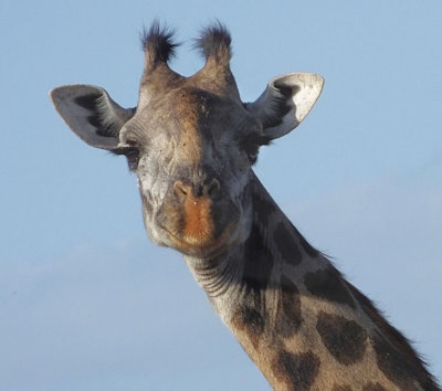 Female Masai Giraffe head
