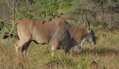 Eland with Oxpeckers