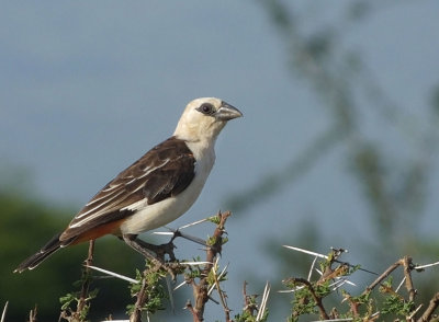  White Headed Buffalo Weaver