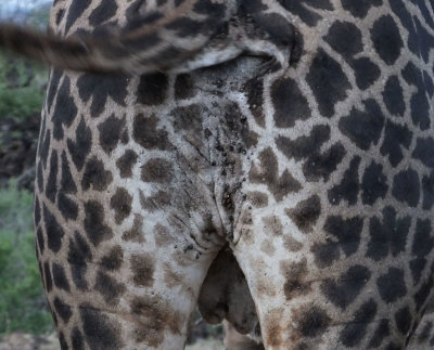 Masai Giraffe posterior and tail