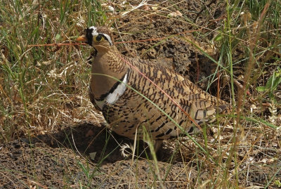 DBlack Faced Sandgrouse