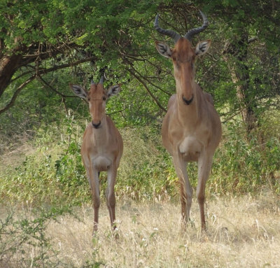  Cokes hartebeest