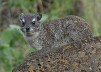 Kenyan Rock Hyrax