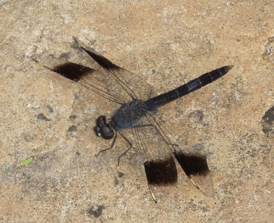Male Four Spot Skimmer dragonfly 