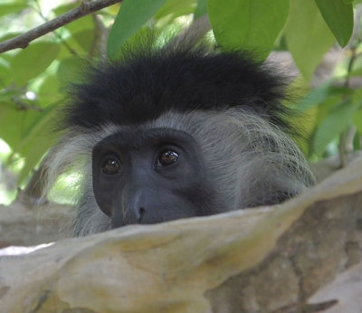 Black and White Colobus monkey face