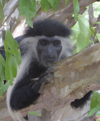 Black and White Colobus monkey