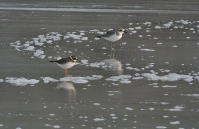Little Ringed Plover and one of the stints maybe