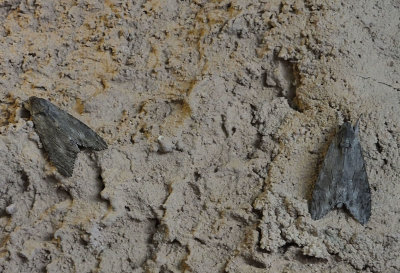 Two large grey moths on my Banda wall