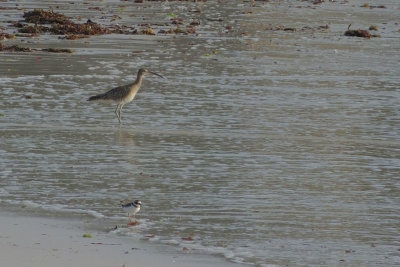 Whimbrel and Little Ringed Plover