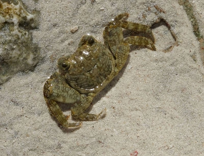 Rock Crab