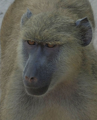 Yellow Baboon head