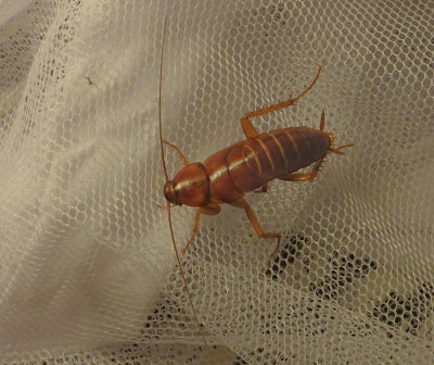 Beetle that crawled into my mosquito netting