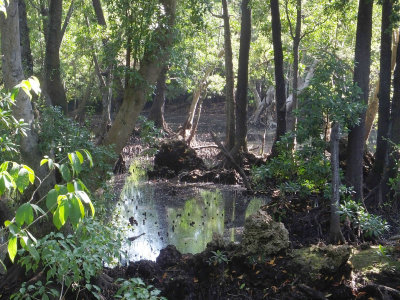 Mangrove exhibition area.