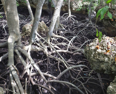 Mangrove roots along inland channel