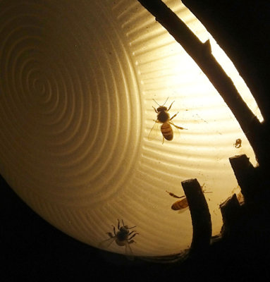 Honey bees attracted to path lights
