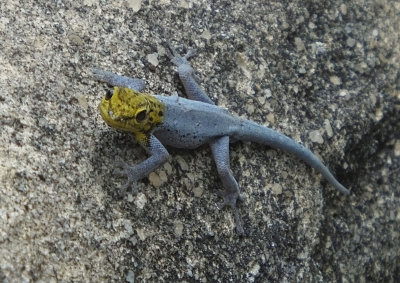 Yellow Headed, blue Agama.