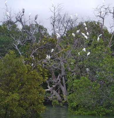 Egret and Heron Tree in mangroves
