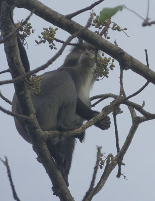 Sykes Monkey