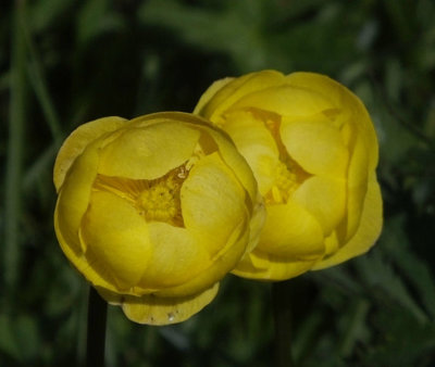 Trollius_Globe Flower_Allmendhubel