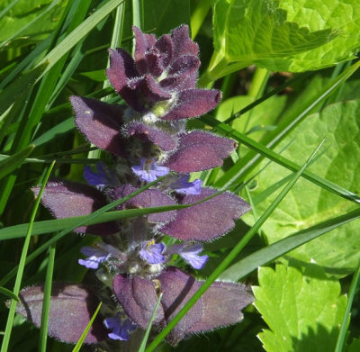 Ajuga pyramidalis_Pyramidal Bugle_Allmendhubel