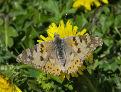 Painted Lady butterfly on its last legs