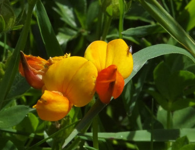 Alpine Birds Foot Trefoil at Allmendhubel
