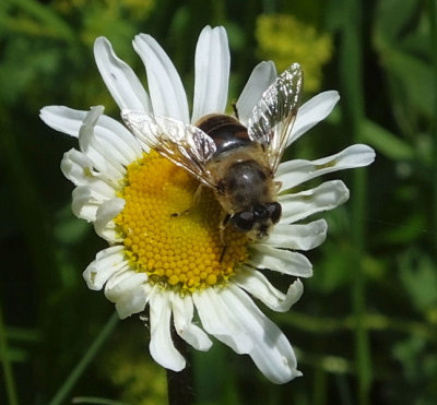 Hoverfly on Daisy type flower_Allmendhubel