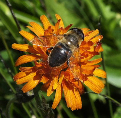 Hoverfly on Pilosella aurantiaca (aka Fox and cubs)_Allmendhubel