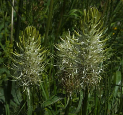 Spiked Rampion_Allmendhubel
