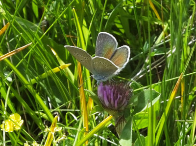 Small or Little Blue butterfly at Allmendhubel