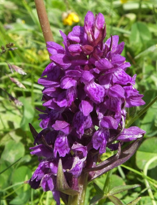 Southern Marsh Orchid maybe at Allmendhubel