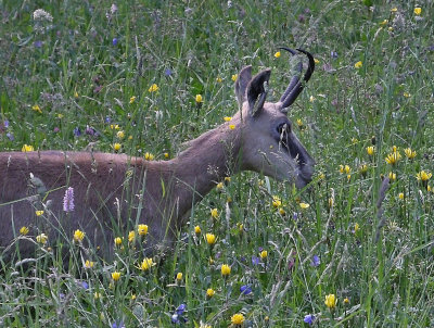 Chamois at Murren