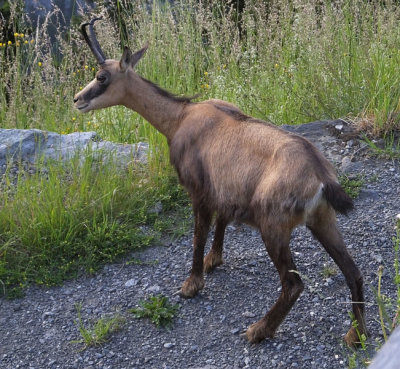Chamois by railway station Murren
