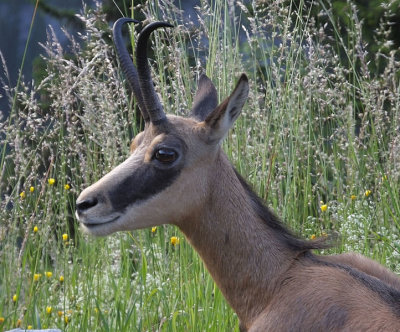Chamois Murren