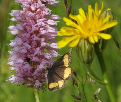 Psodos quadrifaria geometrid moth on Bistort_Murren