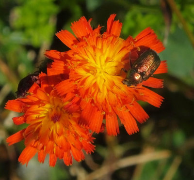 Chafer beetle on Pilosella aurantiaca