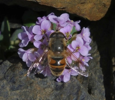 Hoverfly on round leaved penny cress_Schilthorn