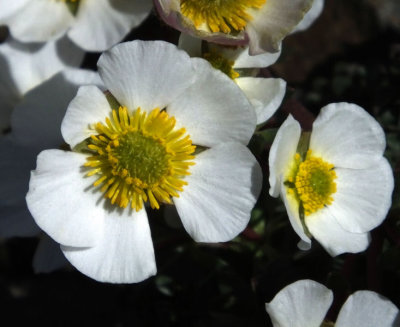 Glacier Buttercups_Schilthorn